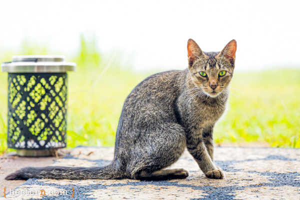 Picture of a House Cat outdoors