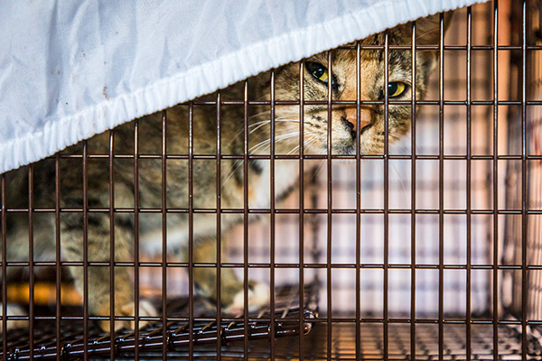 Feral cat in a cage