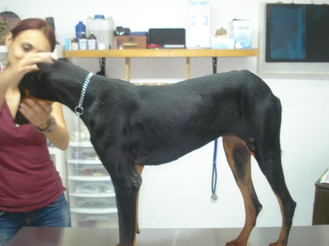 Chica the Doberman and her rescuer Fernanda